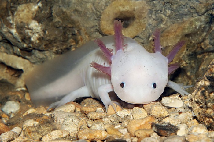 Phần lớn giông Axolotl có màu trắng hồng, trong khi một số ít có màu đen.